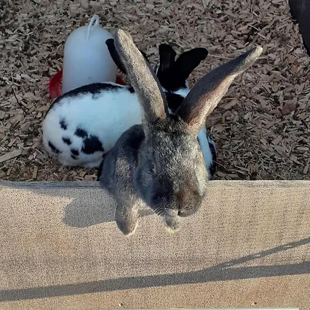 7 Daire Ochsenhausen